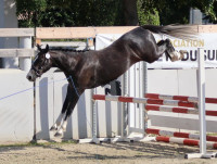 Vente de poney